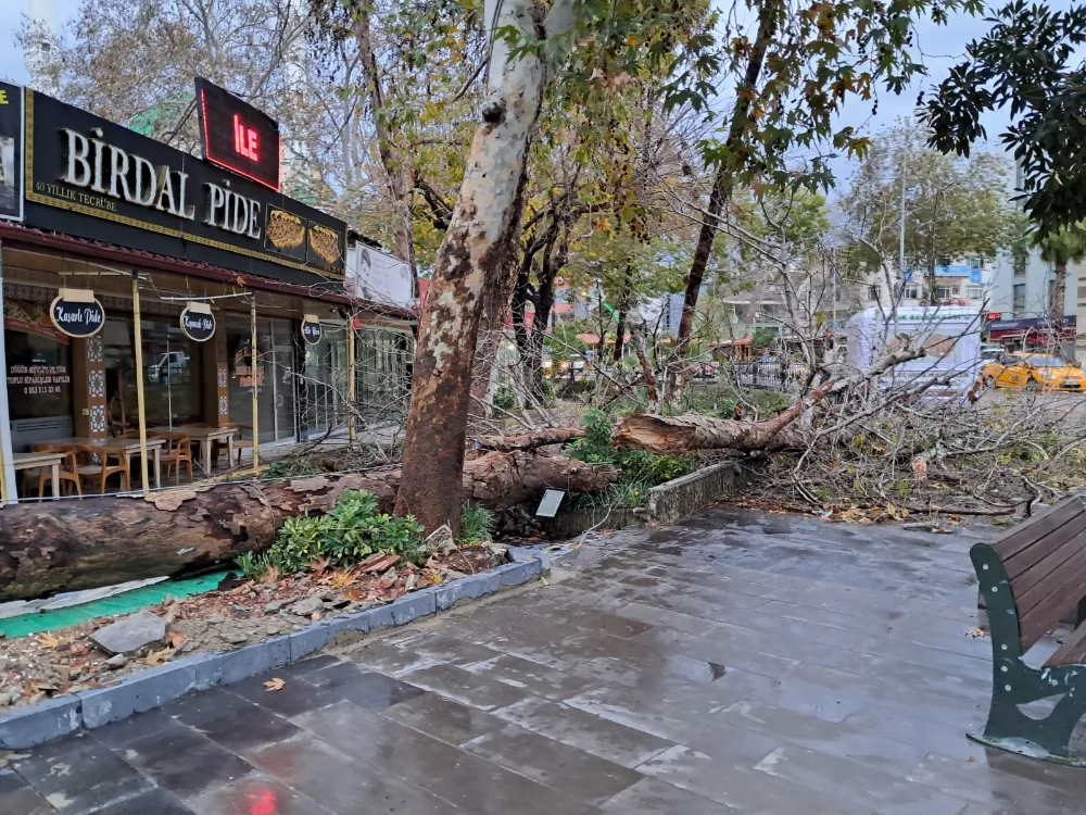 Serik’te Rüzgar Asırlık Çınarı yıktı 