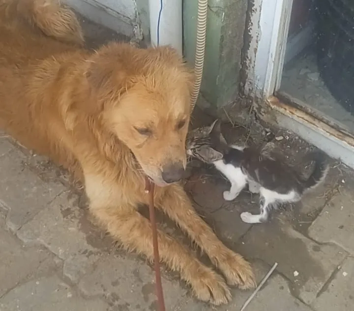 Kayıp köpek aranıyor