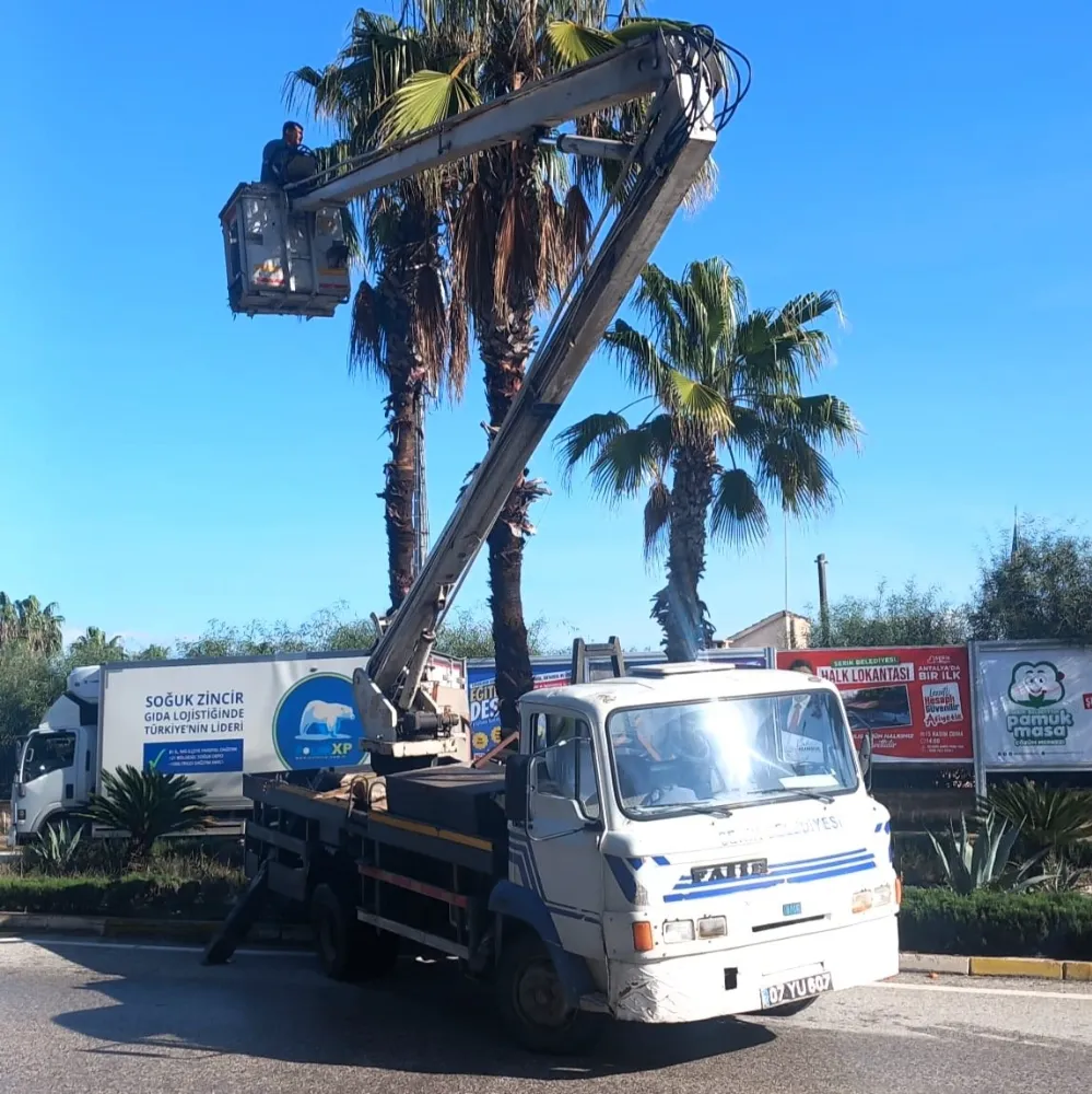 Serik’te ağaç ve süs bitkilerin bakım çalışması sürüyor