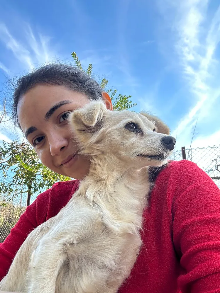 Köpeğini bulana 100 Bin TL ödül verecek 