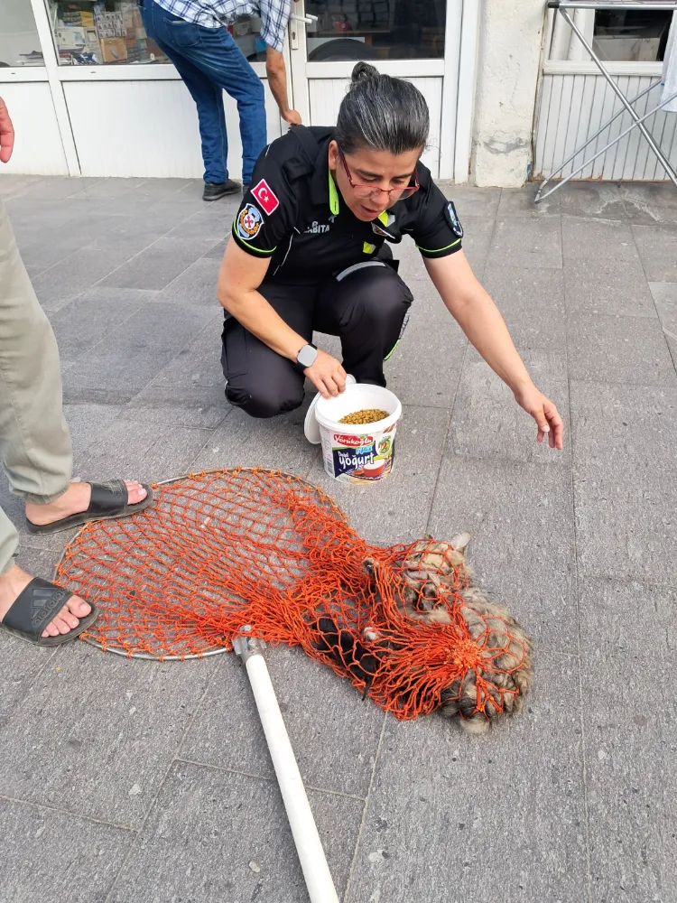 Ölmüş halde annesinin kuyruğuna yapışık kalan kedi yavrusu kurtarıldı