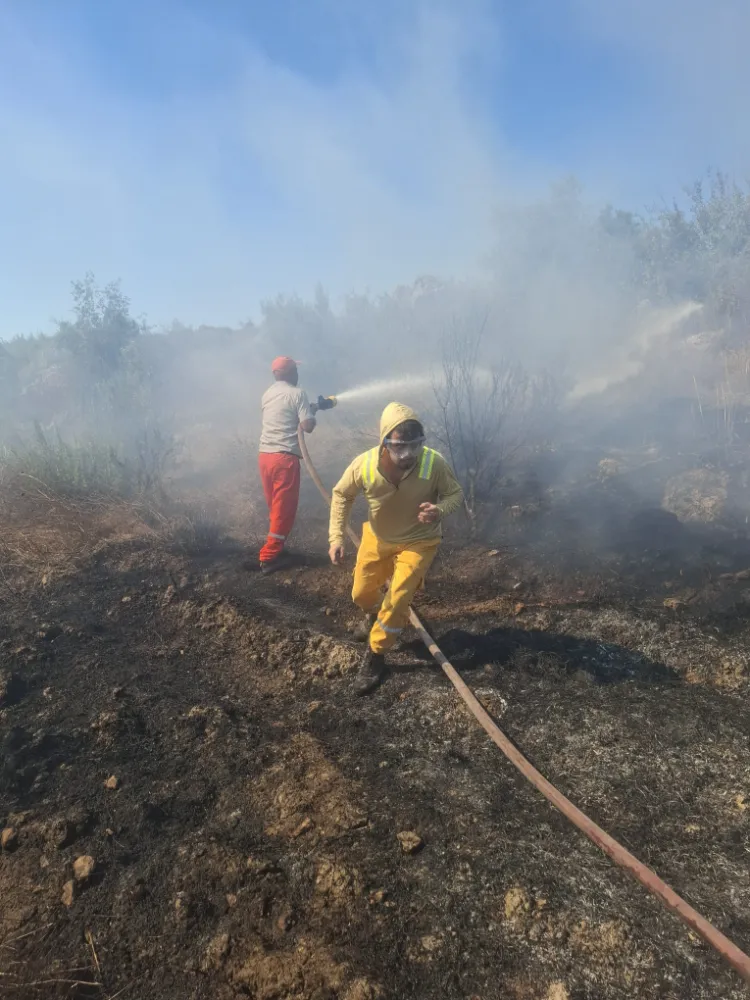 Serik'te makilik ve zeytinlik yangını