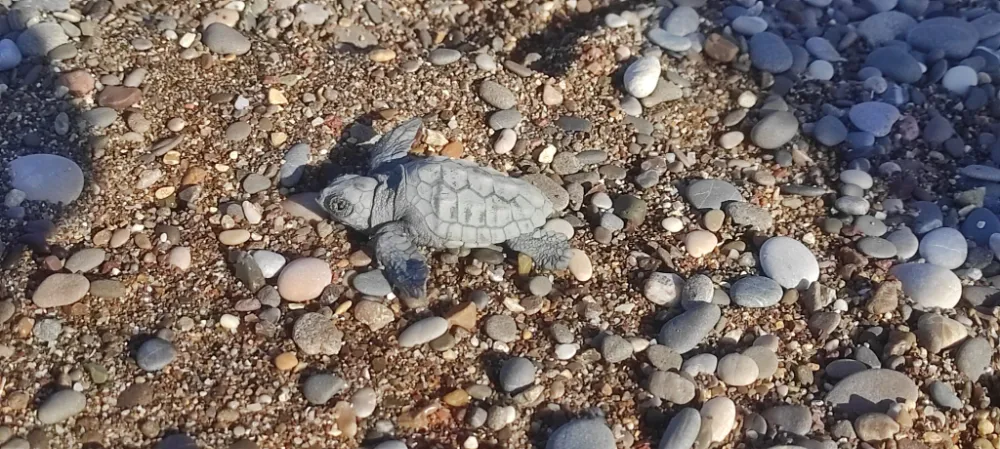 Minik Caretta Caretta’nın kumsaldan denize yolculuğu 